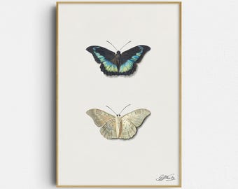 Puede incluir: Una lámina de arte enmarcada con dos mariposas sobre un fondo crema. La mariposa superior tiene alas negras con marcas azul brillante y amarillo. La mariposa inferior es de color beige claro con patrones delicados. Una firma aparece en la esquina.