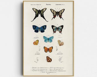 Butterfly Print: Drawings of Butterflies - Vintage Wall Art (Giclée Print)