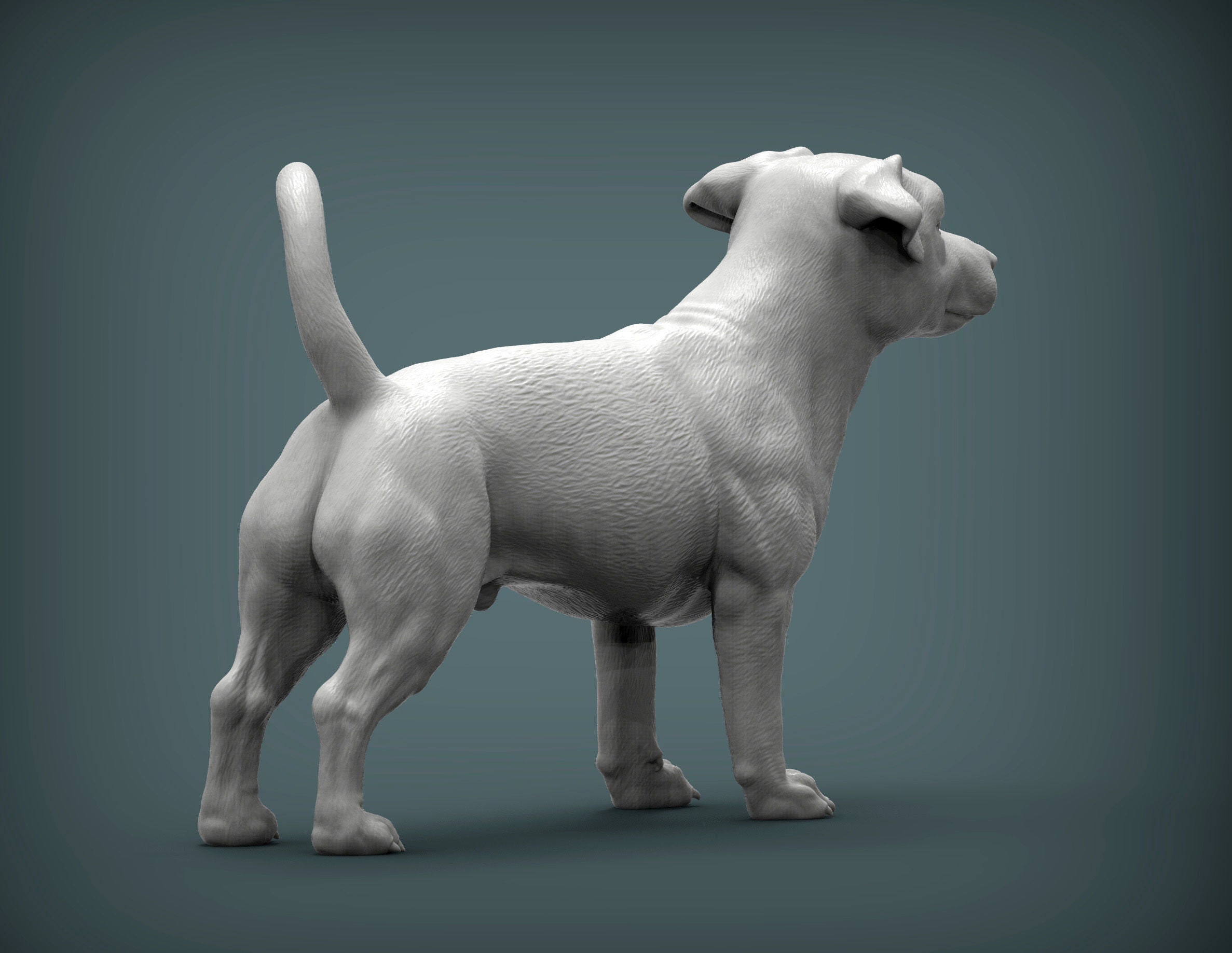 Jack Russell Terrier Online Kaufen