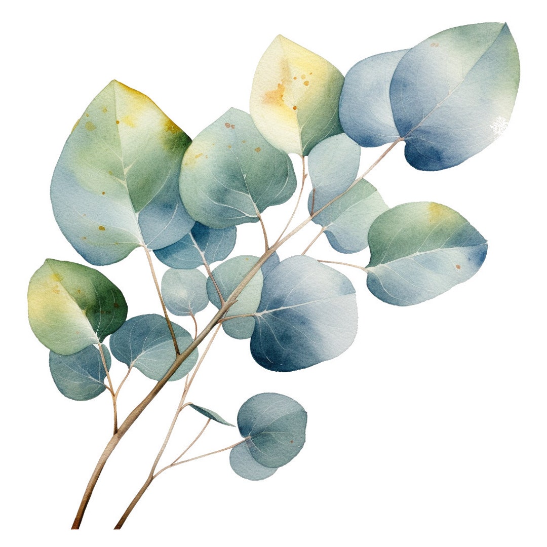 Eucalyptus Leaf Watercolor Clipart 23 PNG Bundle, Commercial Use ...