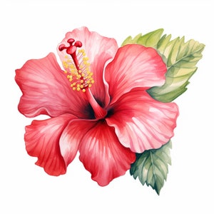 12 Hibiskus Clipart, hochwertige JPGs, botanische Kunst, sofortiger digitaler Download | Kartenherstellung, Botanische Clipart, Digitales Papiermodell
