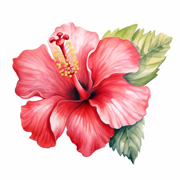 Clipart Hibiscus, 12 fichiers JPG de haute qualité, art botanique, téléchargement numérique instantané | Création de cartes, clipart botanique, création numérique en papier