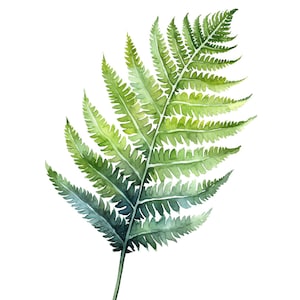 26 Bundle de clipart de feuille de fougère aquarelle à usage commercial - Téléchargement instantané pour une utilisation professionnelle - feuille de fougère/feuilles de fougère/Nature/Clipart