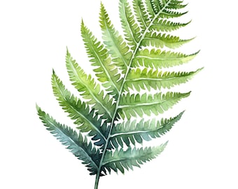26 Watercolor fern leaf clipart bundle for commercial use - Instant download for business use - fern leaf/fern leaves/Nature/Clipart