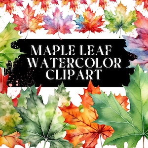 24 Aquarell Ahornblatt Clipart Bundle für kommerzielle Nutzung - sofortiger Download für geschäftliche Nutzung - Blätter/Natur/Ahornblatt/clipart