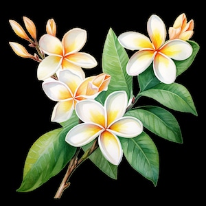 10 aquarel plumeria clipart, bloem clipart, bruiloft clipart, bloemen clipart, botanische print, plakboek, gratis commercieel gebruik png-bestanden
