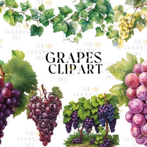 Watercolor Grapes Clipart, 12 High Quality JPGs Botanical Art Digital Download, Card Making, Journaling, Digital Paper Craft, Commercial use