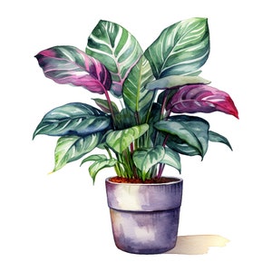 Aquarel kamerplanten clipart bundel, huis- en tuinplanten, 12 PNG geïllustreerde planten, Instant Download, commercieel gebruik, afdrukbare kunst