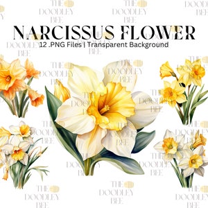 Narcissus clipart, Lente bruiloft bloemen clipart bundel Aquarel yonquil png Pasen bloem, Afdrukbare PNG, Kaart maken, Scrapbooking - 12