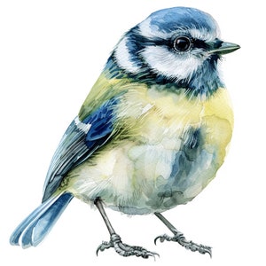Clipart mésange bleue, 12 fichiers JPG de haute qualité, oeuvre d'art pour chambre d'enfant, téléchargement immédiat | Création de cartes, créations numériques d'animaux, créations numériques en papier