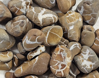 Piedras de relámpago o piedras septarianas del centro de Michigan.