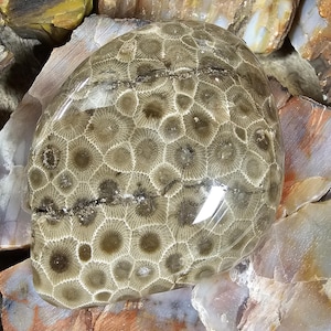PERFECT PETOSKEY Pattern.  Odd shaped, great pattern.