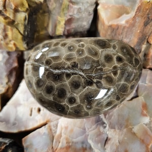 Stunning Polished Michigan Petoskey displaying a calcite filled crack and fantastic detail.