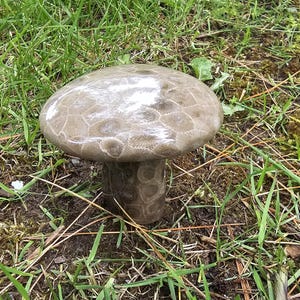 Another Awesome Mushroom for you!!!  Pure Michigan, Pure Petoskey.