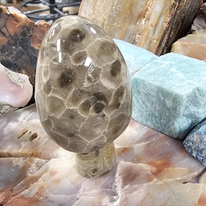 MORELS, MORELS!  Non-edible polished Michigan Petoskey Morel Mushrooms.  003