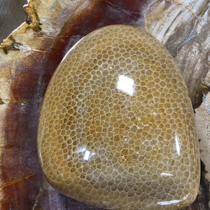 Polished Favosite Coral Fossil: Orange Charlevoix Stone, Devonian Era Specimen