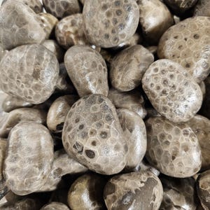 May include: A close-up of a pile of smooth, gray and brown fossilized coral stones. The stones have a unique, textured surface with a honeycomb pattern.