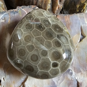 Beautiful smaller Pure Michigan Polished Petoskey, near perfect!!