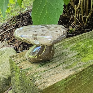 QUITE The Leaner of a polished Michigan Petoskey Mushroom.
