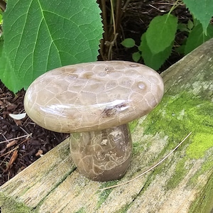 Another Awesome Mushroom for you!!!  Pure Michigan, Pure Petoskey.