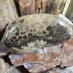 1 pound 6 ounce Awesomely Cool, little bit of everything Polished Michigan Petoskey!