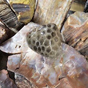 BEAUTIFUL Chunk of Polished Petoskey!