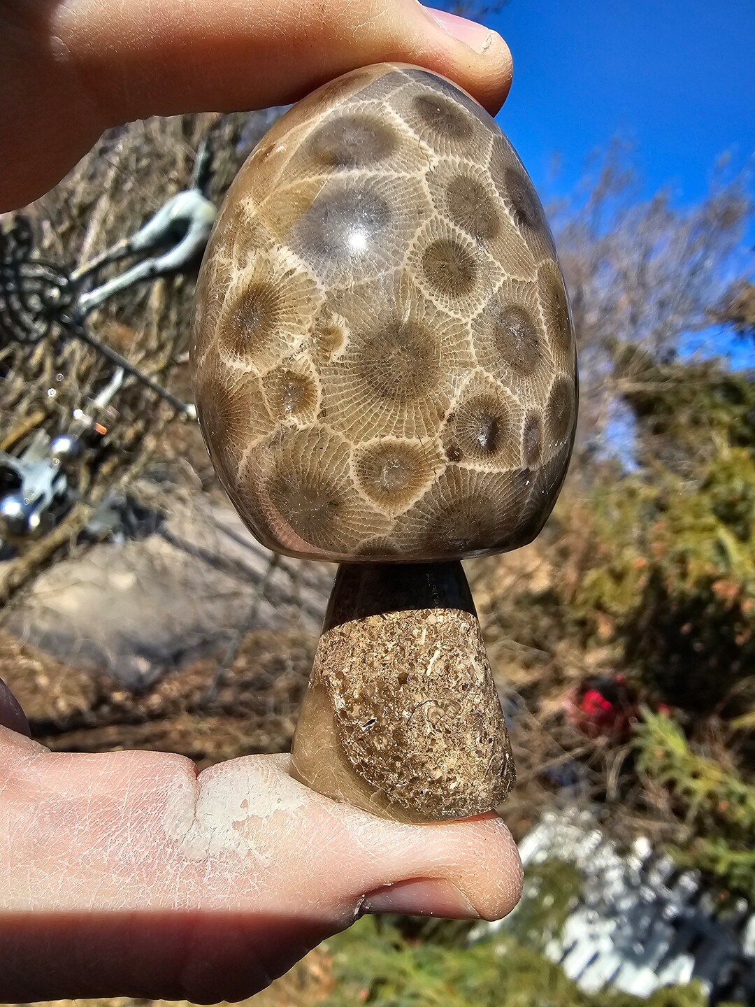 NEW MOREL MUSHROOM Polished Petoskey. Etsy