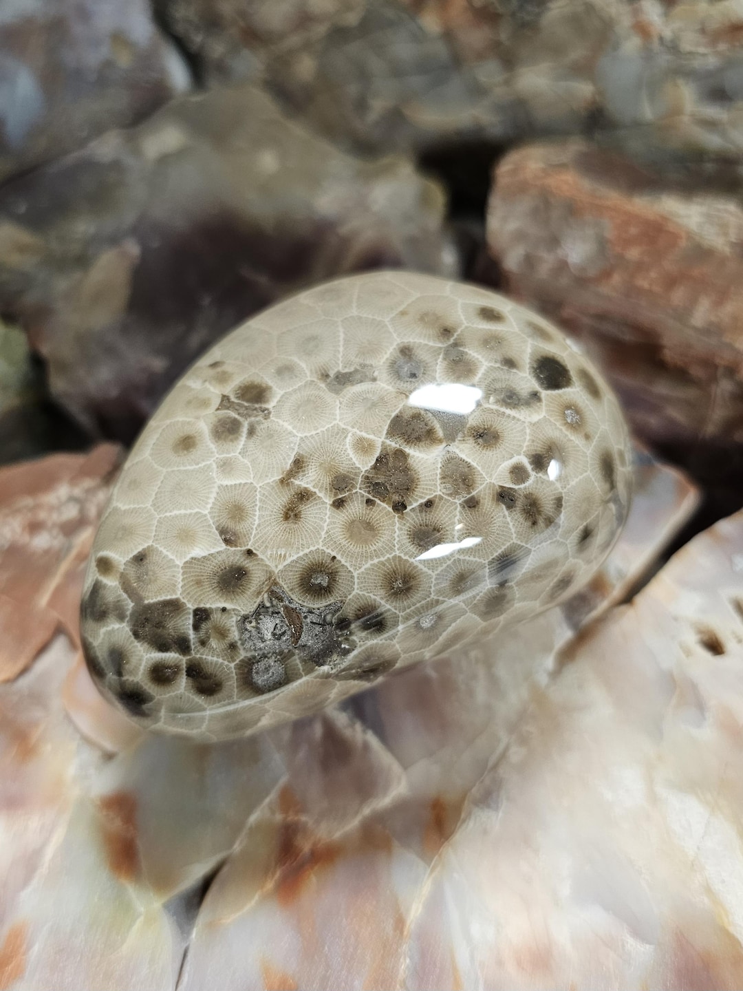 Polished Michigan Petoskey Stone - Pattern - Etsy