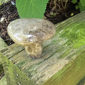 Cute smaller Polished Michigan Petoskey Mushroom.