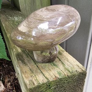 VERY UNUSUAL Stromatoporoid and Favosite Mushroom!