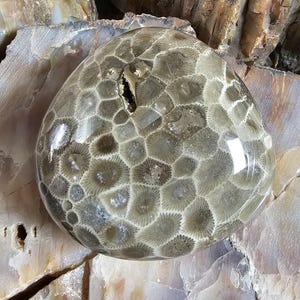 Rattlesnake Head Polished Michigan Petoskey with Tiny Crystal Cave.