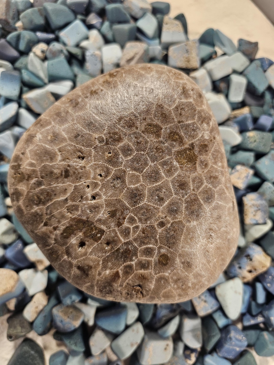 Natural Michigan Petoskey Stone Fossil – Hexagonaria Pattern Display ...