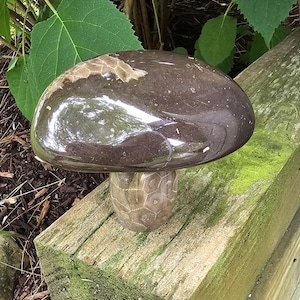 Very Cool Petoskey Mushroom with loads of Black Fossilized Sediment!