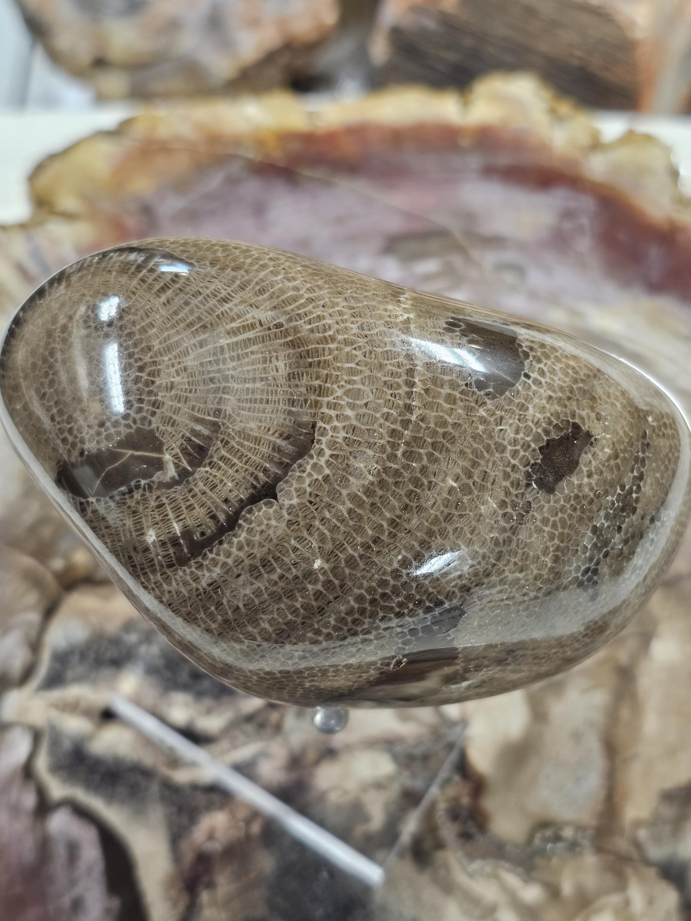 CRAZYSHEEP CHAROLLAIS 【整備済】 il_fullxfull.7867518780_gkar.jpg