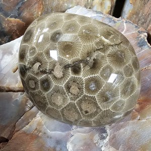 AWESOME DETAIL in this Chunk off the reef Polished Petoskey.