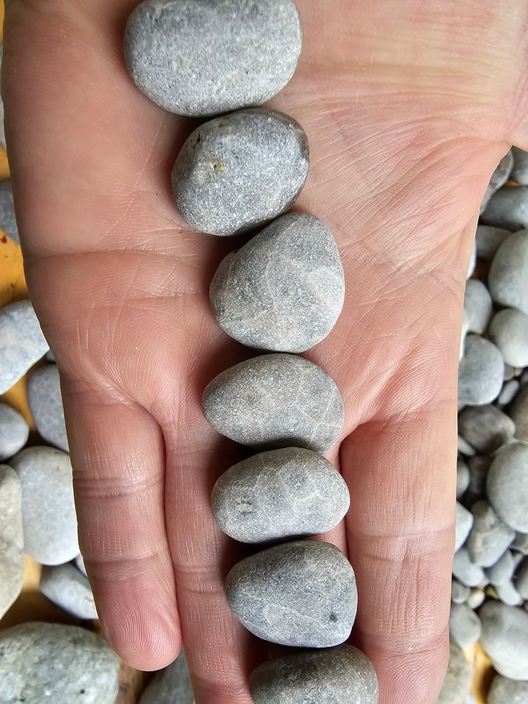 Unpolished Petoskey Stone: Michigan Fossil, Quarter Size