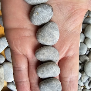Individual Unpolished petoskey.  Around the size of a nickel, these are going to be real beauties when polished.