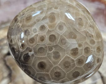 Bonito petoskey de bolsillo o de exhibición pequeño.