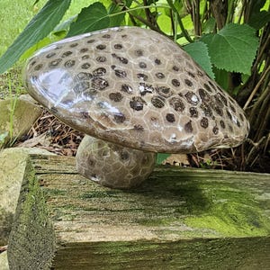 3 LB MONSTER MUSHROOM Petoskey!  All Petoskey, Pure Michigan!!