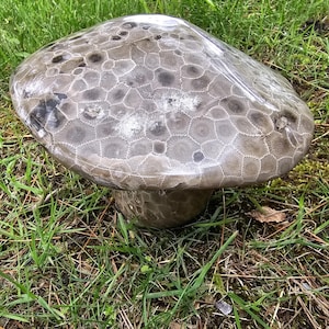 Stunning Petoskey Mushroom for your Garden.  Almost 4 lbs total.