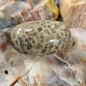 LEOPARD PATTERN PETOSKEY!!!!  Or at least that&#39;s what I call it.