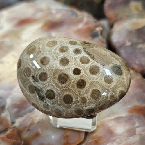 Charlevoix Stone Fossilized Favosite Coral Specimen – Honeycomb