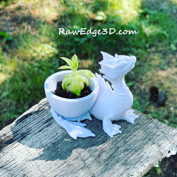 Tiny air planter - Aquaticus dragon