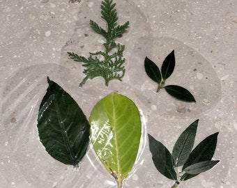 Feuilles Flore et faune laminées