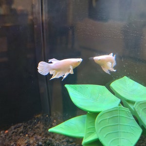 May include: Two white betta fish swimming in a fish tank with green plastic leaves. The fish are facing each other.