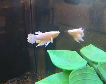 NUOVO - Pesce d'acquario a 5 foglie - Betta Leaf Lounge (Fishnacks LL) - Montaggio magnetico o con ventosa