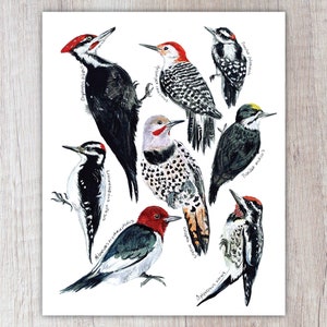 Woodpeckers Art Print / Watercolor Painting / Nature Print / Field Guide Woodpecker Art / Greeting Card