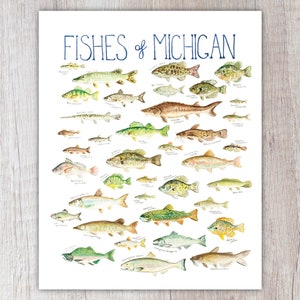 Fishes of Michigan Art Print / Watercolor Painting / Nature Print / Field Guide Fish Poster / Greeting Card