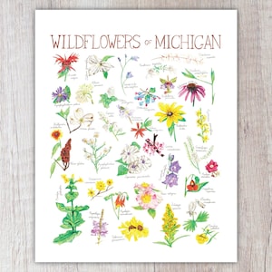 Wildflowers of Michigan Art Print / Watercolor Painting / Nature Print / Field Guide Poster / Greeting Card