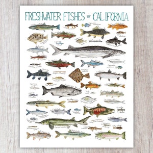 Freshwater Fishes of California Art Print / Watercolor Painting / Nature Print / Field Guide Fish Poster / Greeting Card